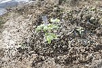 Tomate 42 days après une semaine dans la serre : tout va bien