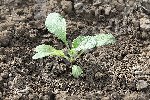 et les plants de bourrache