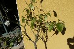 P1150567.JPG