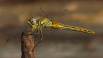 Sympetrum fonscolombii, femelle.JPG