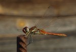 Sympetrum fonscolombii, mâle.JPG