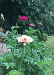 zinnias.jpg