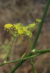 Foeniculum vulgare 2.JPG