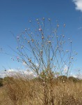 Centaurea scabiosa 1 2021.JPG