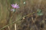 Centaurea scabiosa 2 2021.JPG