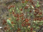 Cistus albidus, capsules.JPG