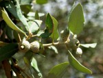 Quercus ilex.JPG