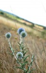 Echinops ritro, le chardon bleu 2021 1.JPG