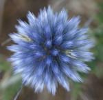 Echinops ritro, le chardon bleu 2021 2.JPG