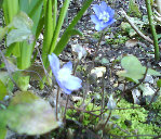 fleur2.jpg