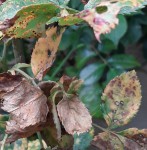 N.B. : Toutes les feuilles ne sont pas atteintes.