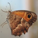 Coenonympha pamphilus, le Pamphile 3.JPG