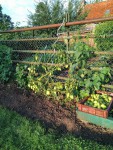 1 seule pied de tomates après les ravages du mildiou