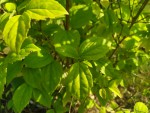 IMG_20210810_180714.jpg