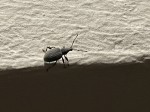 282C8372-A319-471B-926C-8467213CCEB2.jpeg
