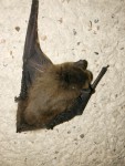 chauve souris.jpg