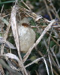IMG_5153.JPG