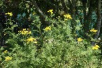DSC04399.jpg
