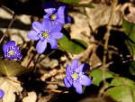 DSC00860.JPG