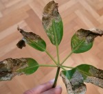 Feuilles quasi mortes