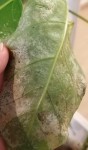 Dessous feuille