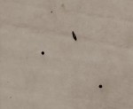 Insecte
