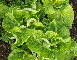 salades au 15 03 09.jpg