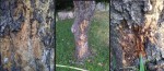 arbre olivier.jpg