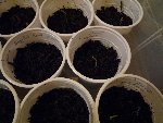 les petites tomates !