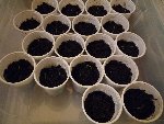 la mini-serre des tomates...