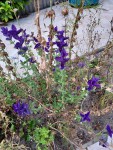 Fleurs violette.jpeg