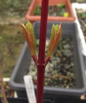 acer-davidii_160326a.jpg