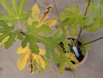 PXL_20210829_054549975.jpg