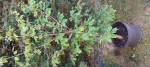 acer griseum 2.jpg