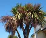 Cordyline début juillet