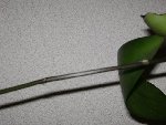 DSC00055.JPG