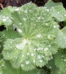 Alchemilla mollis