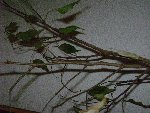 DSC00065.JPG