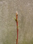 acer-laevigatum02_210205a.jpg