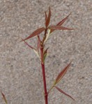 acer-laevigatum02_210221a.jpg