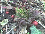 DSC00027.JPG