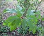 acer-gris01_210917a.jpg