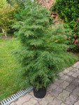 cryptomeria.jpg