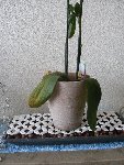 P1000877petite.JPG