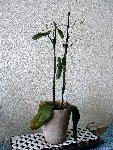 P1000878petite.JPG