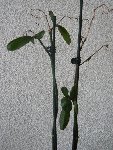P1000879petite.JPG