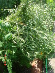 radis en fruits 20.06.08 035.jpg