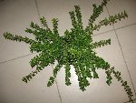 la plante basse.