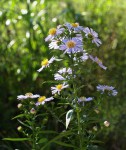 Aster amellus (peut-être) 2.JPG