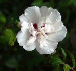Hibiscus syriacus (blanc double).JPG